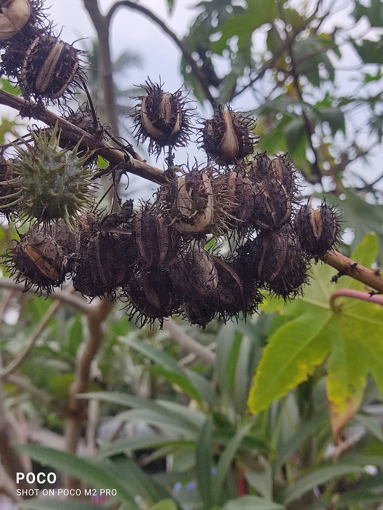 Castor Seeds / Oil