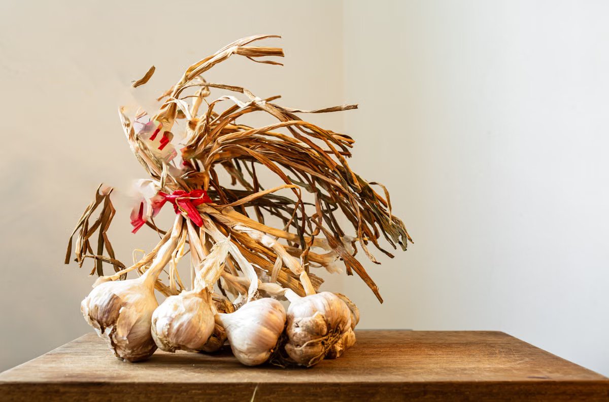 Dehydrated Garlic