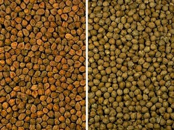 Kabuli Chana (Chickpeas)