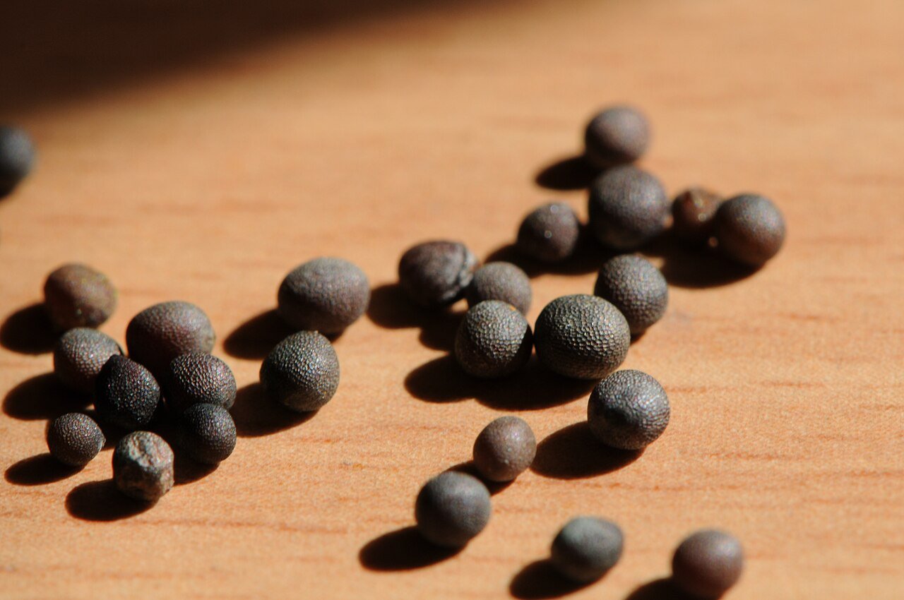 Mustard Seeds