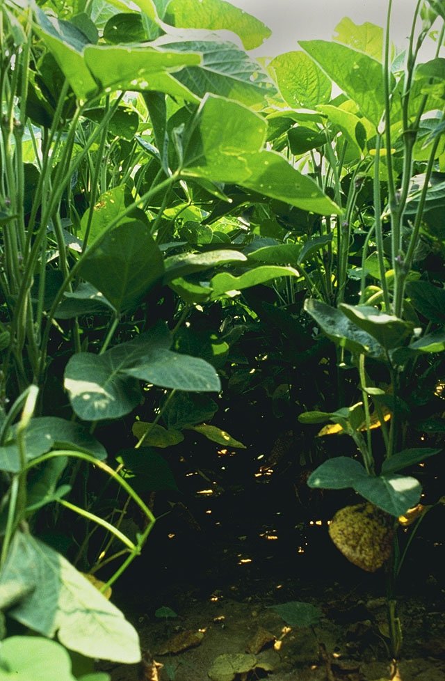 Soybean / Soya