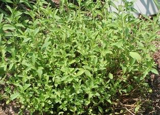 Stevia (Natural Sweetener)
